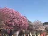 桜のグラデーションが美しい